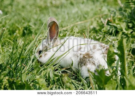 Little Rabbit, Black And White Suit, A Bunny Eating A Green Grass, A Pet In A Wooden Box.