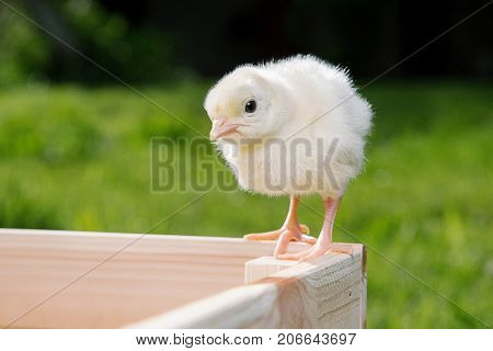 Little Bird Of Turkey