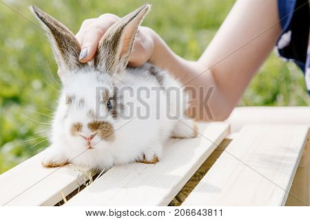 A small rabbit home a black and white suit a bunny eating a green grass a pet in a wooden box. The girl keeps the rabbit in her arms.