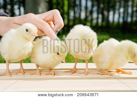 Little Bird Of Turkey