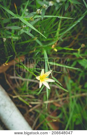 Little yellow flowers in the green garden