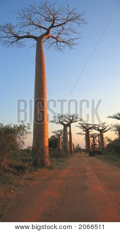 Baobabs Forest, Baobab Alley, Madagaskar