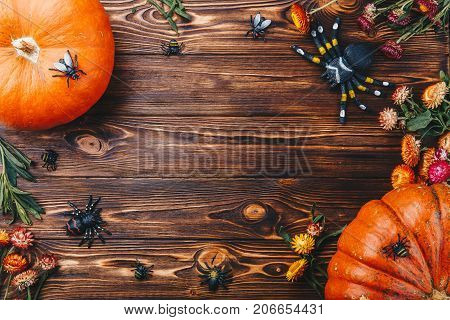 Halloween concept with fresh pumpkin and spiders close-up on the table. View from above