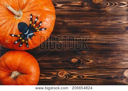 Halloween concept with fresh pumpkin and spiders close-up on the table. View from above