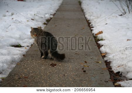 Winter. Cat on the track. Grey color