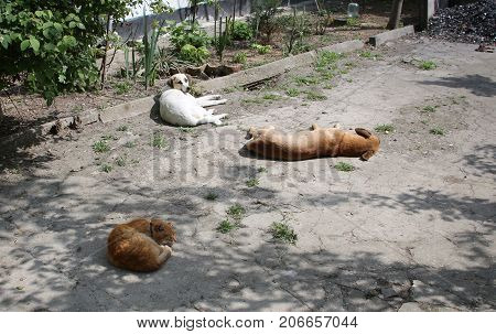 Two dogs and a cat are basking in the asphalt in the Crimea