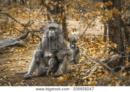 Chacma baboon in Kruger national park, South Africa ; Specie Papio ursinus family of Cercopithecidae