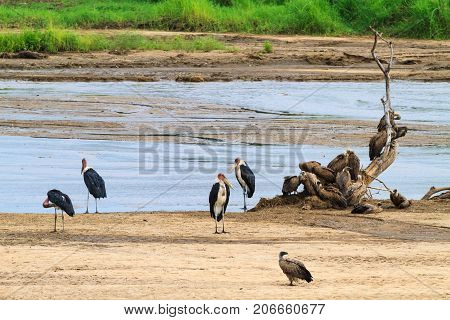 Group of marabou on the shore. Tanzanya, Africa