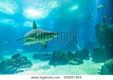 Undersea background with copy space. Front view of white shark swimming under blue ocean. Undersea marine life.