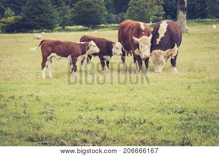 family Cows close to Lacock village Wiltshire England UK