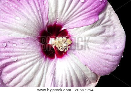 Hibiscus çiçek