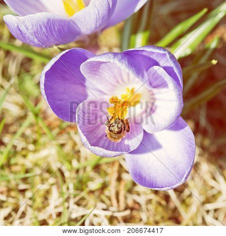 Honey bee - Apis mellifera pollinate Crocus heuffelianus flower. Spring time scene. Yellow photo filter.