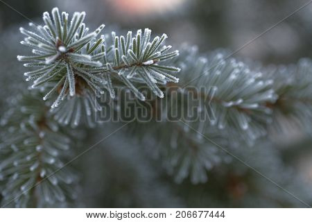 Branch of blue fir-tree blue green white Colorado blue spruce Picea pungens covered with hoarfrost. New Year's Bekraund. Place for a copy-paste.
