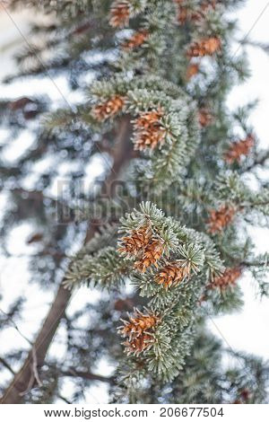Mature cone on Branch of blue fir-tree blue, green, white, Colorado blue spruce, Picea pungens covered with hoarfrost. New Year's Bekraund. Place for a copy-paste.