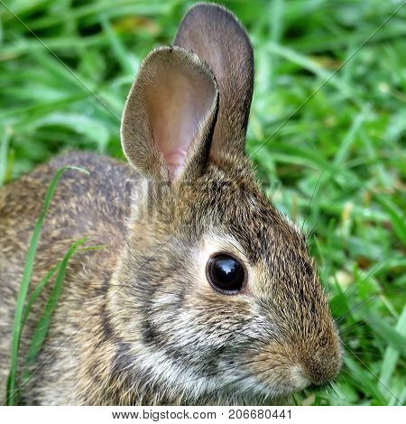 Portrait of eastern cottontail rabbit in forest of Thornhill Canada September 29 2017
