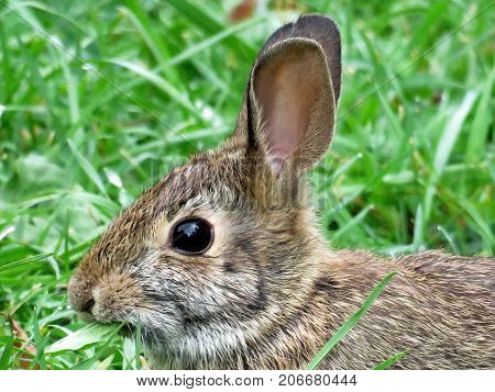 Portrait of the eastern cottontail rabbit in forest of Thornhill Canada September 29 2017