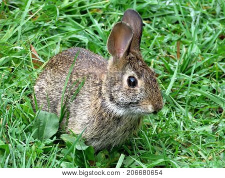 The eastern cottontail rabbit in forest of Thornhill Canada September 29 2017
