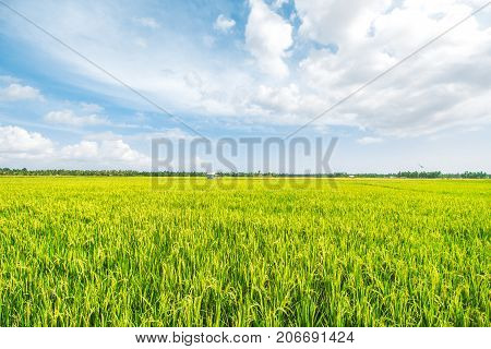 Beautiful Rice Field with Amazing Cloudy Sky