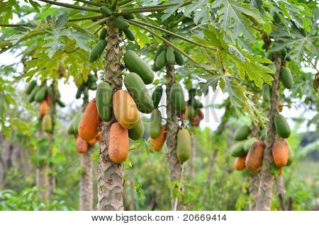 Papaya