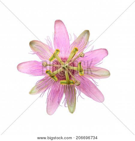 Pink Passiflora Passionflower Nephrodes isolated on white background. Big beautiful flower