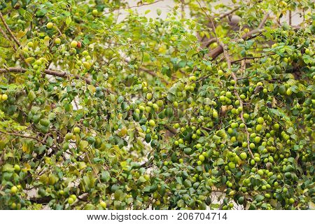 Green Apples On Apple-tree Branch, Louangphabang, Laos. Close-up.