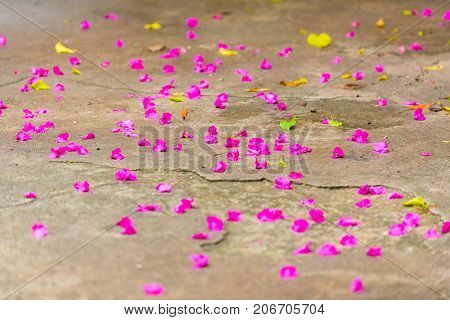 Flower Petals On The Floor, Louangphabang, Laos. Close-up. With Selective Focus.