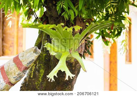 Plant Parasite On A Tree In Louangphabang, Laos. Close-up.