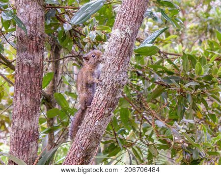 This image is showing a squirrel on a tree in Santa Helena Colombia.