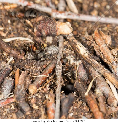 ant in nature. close-up . In the park in nature