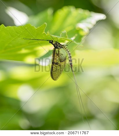 Mayfly on green leaf in sunny ambiance