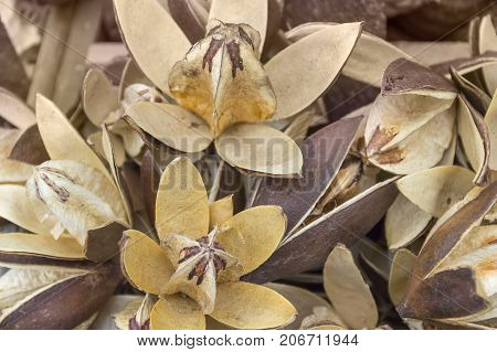 picture showing lots of brown dry seed capsules