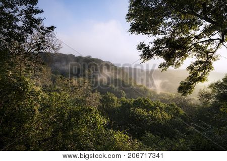 Dawn Sun Burning Off Dew In Forest Landscape Creating Mist Among Trees