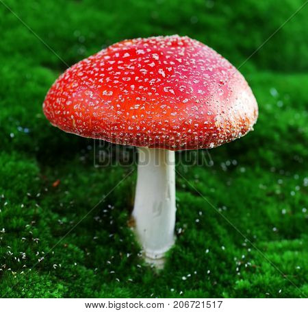 Poisonous fly agaric toadstool in moss in forest