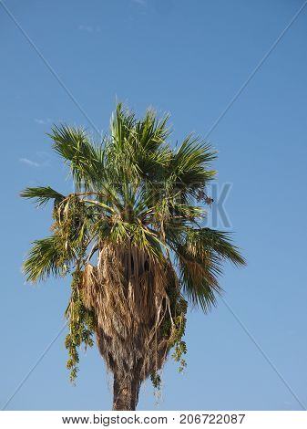 Palm Tree Over Blue Sky