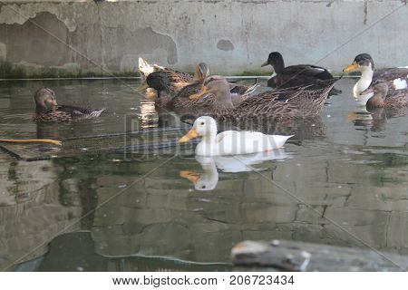 The white duck and brown ducks being in thei habitat, swimming on the artificial lake