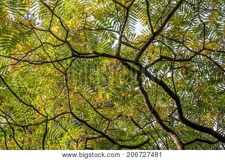 Green leaves from below of staghorn sumac, Rhus typhina