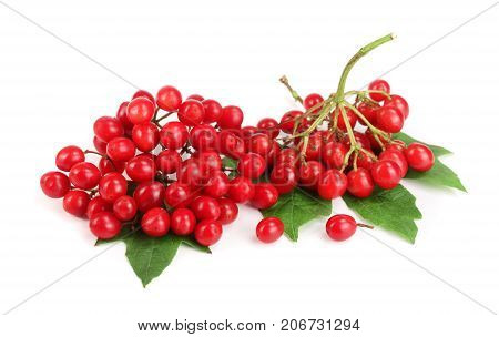 Viburnum berries with leaves isolated on white background.