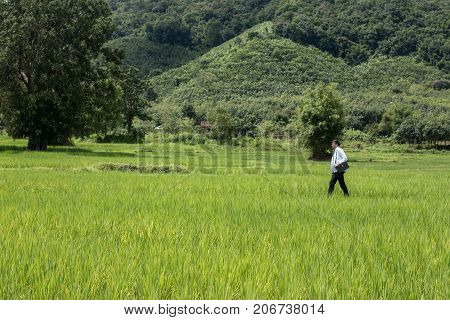 Young docter Pointing Height Destination to Future in the Green Wheat field Searching for the New Startup OpportunitiesCommunity Health and Development Hospital In Remote Areas Development Fund Concept.