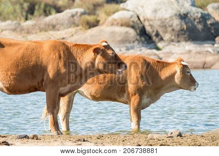 Spanish cows of retinta breed, drinking and eating grass on Barruecos zone, Caceres, Spain