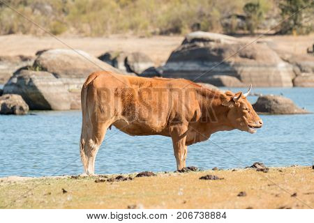 Spanish cows of retinta breed, drinking and eating grass on Barruecos zone, Caceres, Spain