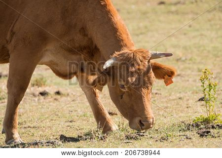 Spanish cows of retinta breed, drinking and eating grass on Barruecos zone, Caceres, Spain