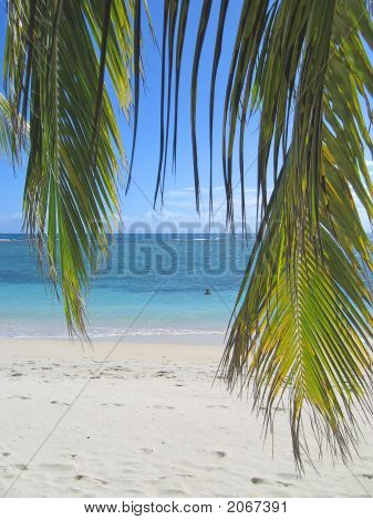 ปาล์ม Leafs และสีฟ้าทะเลจาก เกาะ Nattes, Nosy Boraha แซงต์ เกาะมารี มาดากัสการ์