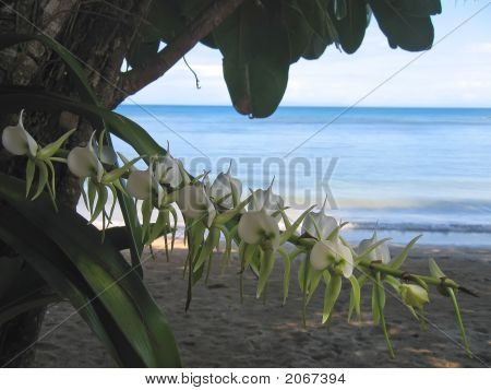 ปาล์มทรีและทะเลสีฟ้า มารี Nosy Boraha แซงต์ เกาะ มาดากัสการ์