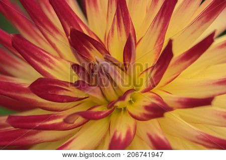 Dahlia Weston Spanish Dancer colourful flower as viewd with macro photography.