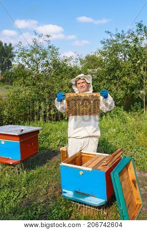 beekeeper holding a honeycomb full of bees. Beekeeper in protective workwear inspecting honeycomb frame at apiary. Beekeeping concept. Beekeeper harvesting honey