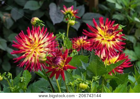 Dahlia Weston Spanish Dancer colourful flower as viewd with macro photography.
