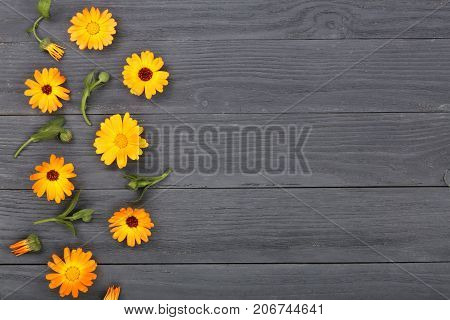 Calendula. Marigold flower on black white background with copy space for your text. Top view.