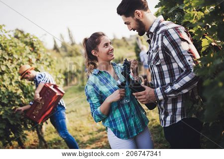 Winegrower couple harvesting grapes in vineyard to make wine