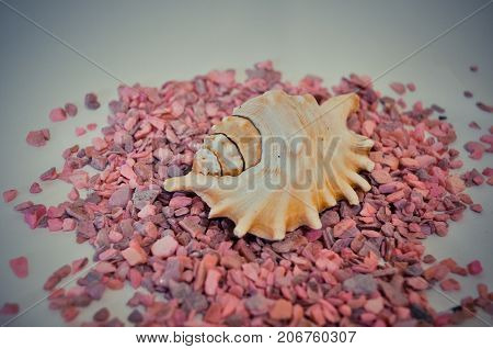 one or a set of several different shells on a pink small stones