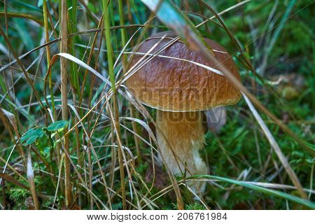 One Brown Mushroom, Lurid Bolete, In The Woods.